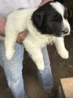Boy #3, a male Great Pyrenees and Newfoundland for sale in Avon, MN – 2 of 6
