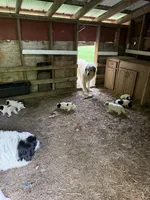 Girl #1, a female Great Pyrenees and Newfoundland for sale in Avon, MN – 6 of 7