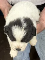 Girl #3, a female Great Pyrenees and Newfoundland for sale in Avon, MN – 2 of 6