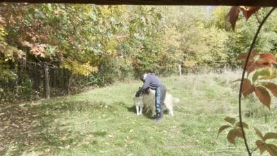 Noah, a male Great Pyrenees and Maremma Sheepdog for sale in Avon, MN – 3 of 4