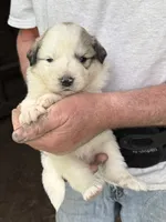 Girl #1, a female Great Pyrenees and Newfoundland for sale in Avon, MN – 4 of 7
