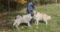 Noah, a male Great Pyrenees and Maremma Sheepdog for sale in Avon, MN – 4 of 4