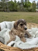 millie, a female Poodle - Standard  for sale in Alma, GA – Photo 3 of 4