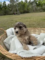 millie, a female Poodle - Standard  for sale in Alma, GA – Photo 4 of 4