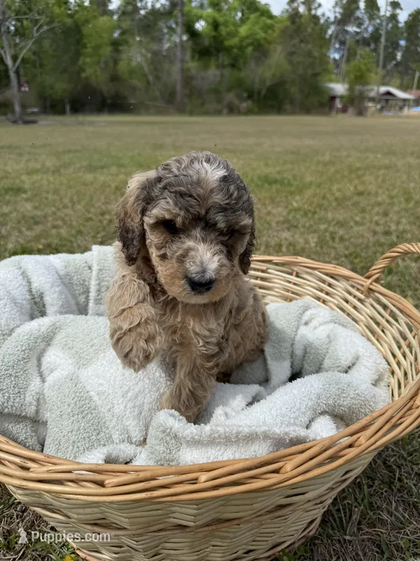 millie – Poodle - Standard  puppy for sale in Alma, GA