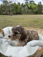 millie, a female Poodle - Standard  for sale in Alma, GA – Photo 2 of 4