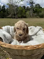 billy, a male Poodle - Standard  for sale in Alma, GA – Photo 3 of 4