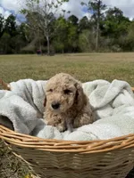 billy, a male Poodle - Standard  for sale in Alma, GA – Photo 2 of 4