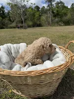 billy, a male Poodle - Standard  for sale in Alma, GA – Photo 4 of 4