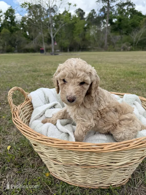 billy – Poodle - Standard  puppy for sale in Alma, GA