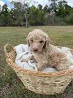billy, a male Poodle - Standard  for sale in Alma, GA – Photo 1 of 4