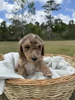 ellie, a female Poodle - Standard  for sale in Alma, GA – Photo 3 of 6