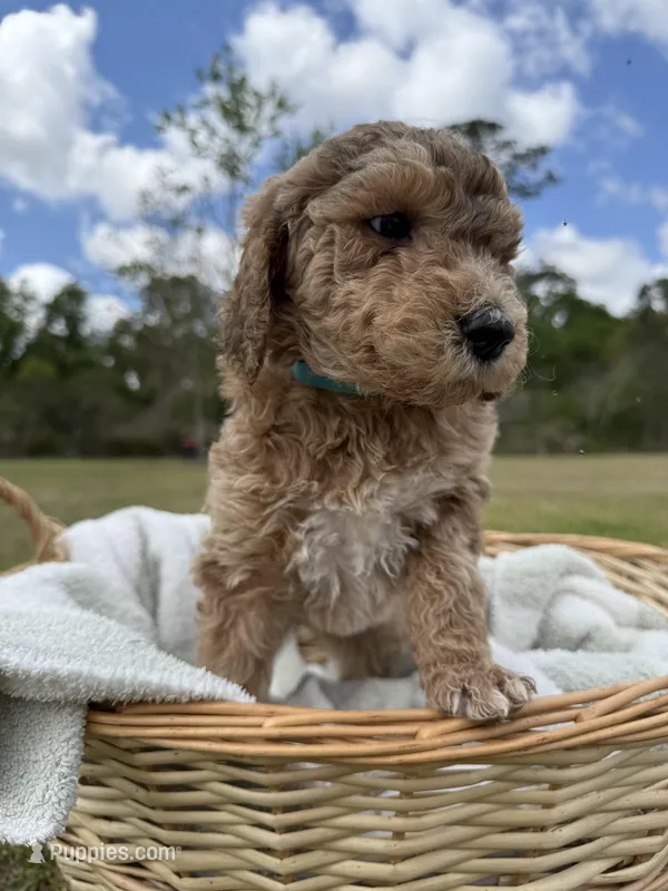 ellie – Poodle - Standard  puppy for sale in Alma, GA