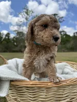 ellie, a female Poodle - Standard  for sale in Alma, GA – Photo 1 of 6