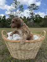 ellie, a female Poodle - Standard  for sale in Alma, GA – Photo 6 of 6