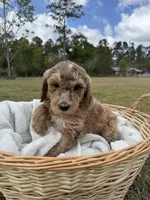 ellie, a female Poodle - Standard  for sale in Alma, GA – Photo 5 of 6