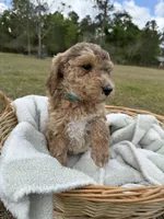 ellie, a female Poodle - Standard  for sale in Alma, GA – Photo 2 of 6