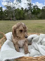 ellie, a female Poodle - Standard  for sale in Alma, GA – Photo 4 of 6