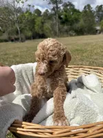 tilly, a female Poodle - Standard  for sale in Alma, GA – Photo 3 of 9
