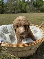 tilly, a female Poodle - Standard  for sale in Alma, GA – Photo 1 of 9
