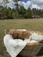 tilly, a female Poodle - Standard  for sale in Alma, GA – Photo 9 of 9