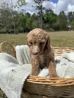 tilly, a female Poodle - Standard  for sale in Alma, GA – Photo 8 of 9