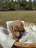 tilly, a female Poodle - Standard  for sale in Alma, GA – Photo 7 of 9