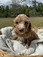tilly, a female Poodle - Standard  for sale in Alma, GA – Photo 2 of 9