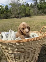 tilly, a female Poodle - Standard  for sale in Alma, GA – Photo 4 of 9