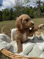tilly, a female Poodle - Standard  for sale in Alma, GA – Photo 6 of 9