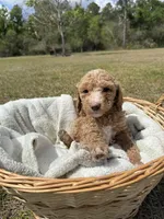 tilly, a female Poodle - Standard  for sale in Alma, GA – Photo 5 of 9