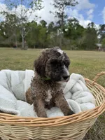 Bob, a male Poodle - Standard  for sale in Alma, GA – Photo 3 of 4