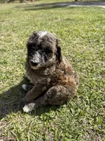 Bob, a male Poodle - Standard  for sale in Alma, GA – Photo 4 of 4