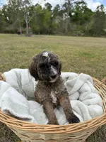 Bob, a male Poodle - Standard  for sale in Alma, GA – Photo 2 of 4