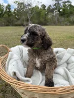 Bob, a male Poodle - Standard  for sale in Alma, GA – Photo 1 of 4