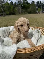 lilly, a female Poodle - Standard  for sale in Alma, GA – Photo 3 of 5