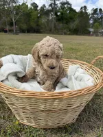 lilly, a female Poodle - Standard  for sale in Alma, GA – Photo 5 of 5