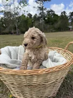 lilly, a female Poodle - Standard  for sale in Alma, GA – Photo 4 of 5