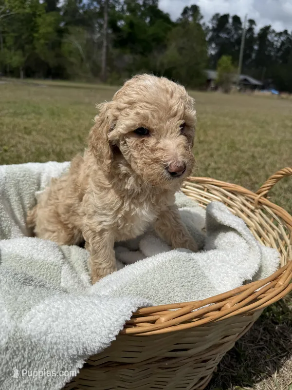 lilly – Poodle - Standard  puppy for sale in Alma, GA