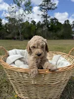 lilly, a female Poodle - Standard  for sale in Alma, GA – Photo 2 of 5