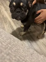 Blakk Chyna, a female French Bulldog for sale in Houston, TX – 8 of 10