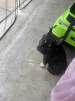 Blakk Chyna, a female French Bulldog for sale in Houston, TX – 7 of 10