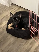 Blakk Chyna, a female French Bulldog for sale in Houston, TX – 4 of 10