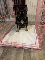 Blakk Chyna, a female French Bulldog for sale in Houston, TX – 3 of 10