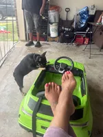 Blakk Chyna, a female French Bulldog for sale in Houston, TX – 9 of 10