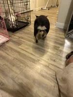 Blakk Chyna, a female French Bulldog for sale in Houston, TX – 2 of 10