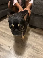 Blakk Chyna, a female French Bulldog for sale in Houston, TX – 6 of 10
