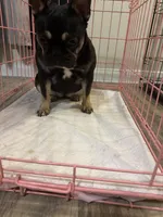 Blakk Chyna, a female French Bulldog for sale in Houston, TX – 1 of 10