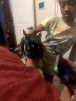 Blakk Chyna, a female French Bulldog for sale in Houston, TX – 10 of 10