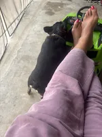 Blakk Chyna, a female French Bulldog for sale in Houston, TX – 5 of 10